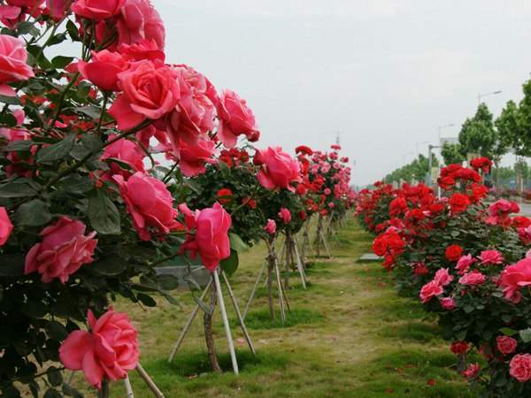 月季樹狀月季花基地