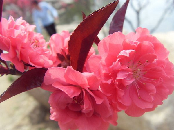 紅葉碧桃花期有多長，幾月份開花？