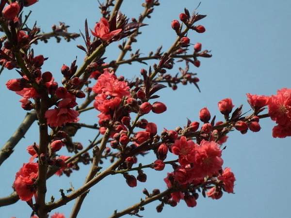 紅葉碧桃花期有多長，幾月份開花？