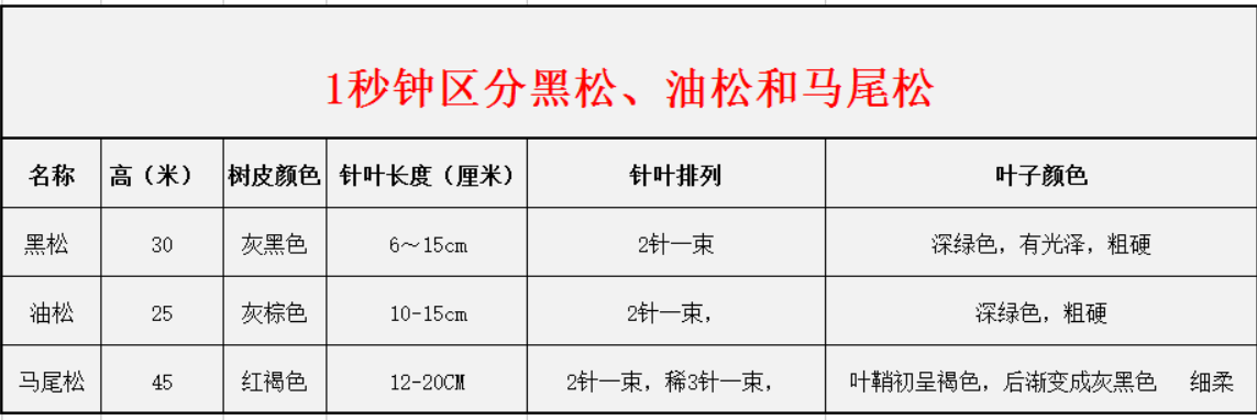 1秒鐘區(qū)分黑松、油松和馬尾松