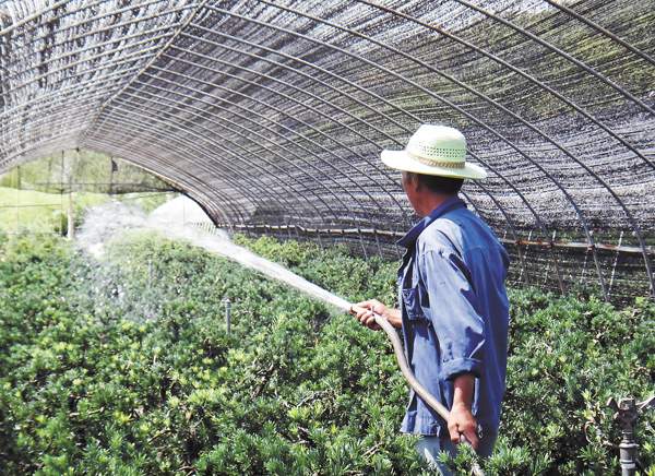 綠化苗木起苗出圃都有哪些注意事項？