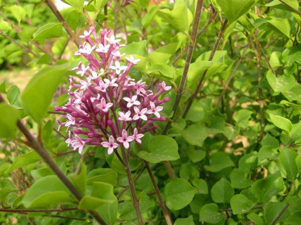 小葉丁香花苗