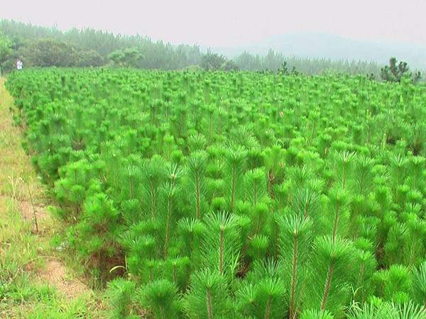 50-60cm高黑松小苗