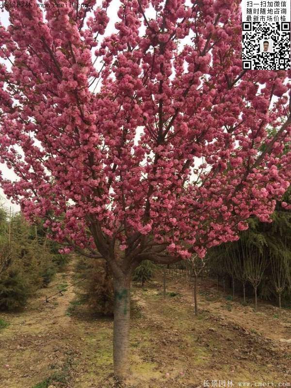 日本櫻花圖片沭陽(yáng)日本櫻花基地