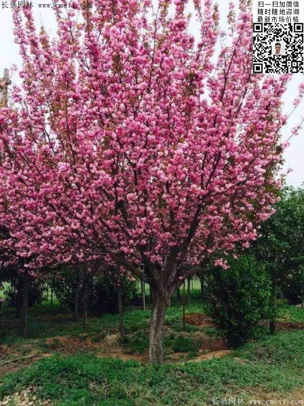 日本櫻花圖片沭陽(yáng)日本櫻花基地