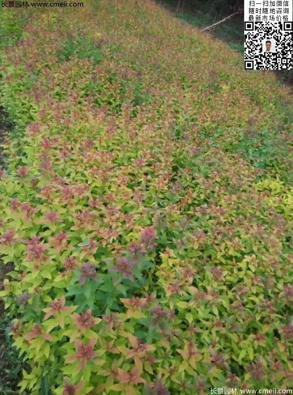 粉花繡線菊基地圖片