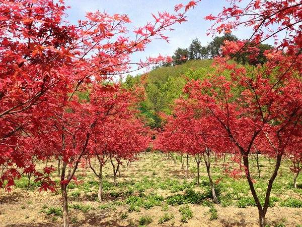 “顏值爆表”的日本紅楓，不是想看就能看！