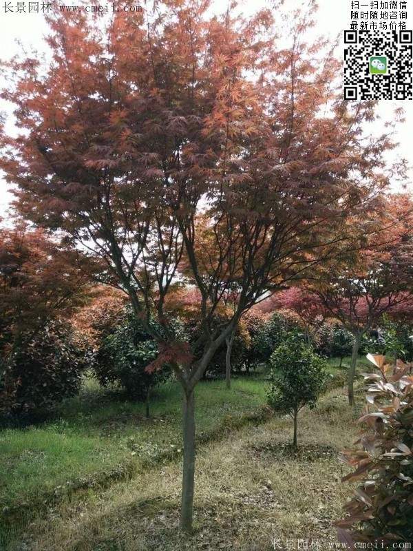 紅楓基地