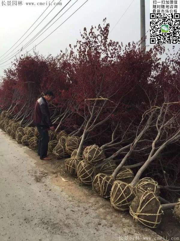 紅楓樹基地