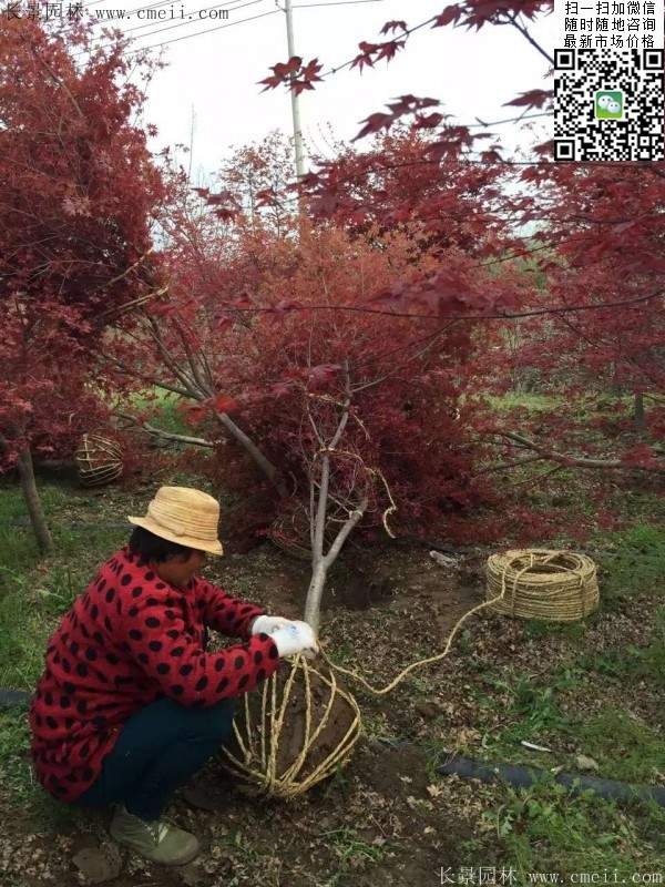 彩葉紅楓樹