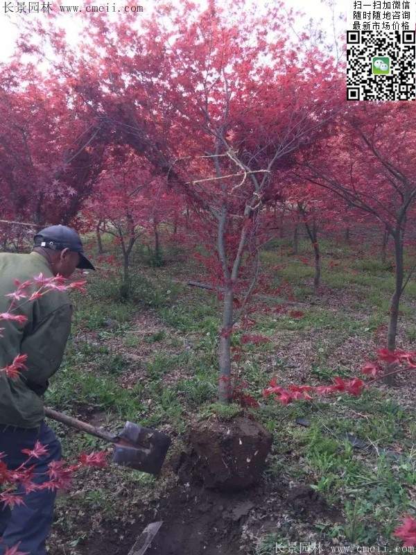 紅楓基地