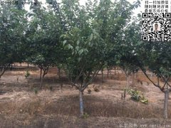 今年的櫻花樹(shù)苗多少錢(qián)一棵？