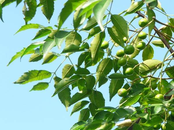 沭陽(yáng)苦楝樹