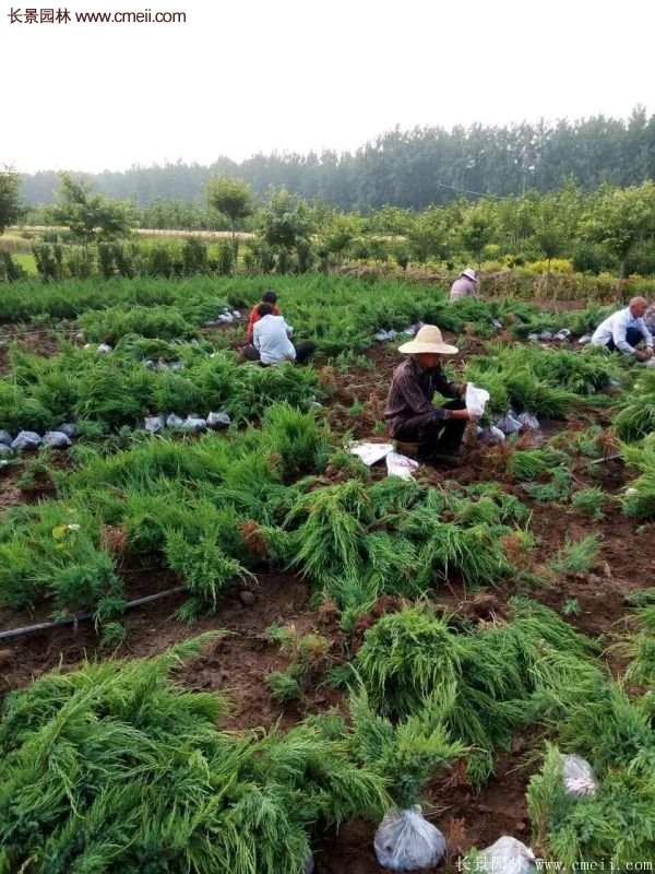 沙地柏繁殖