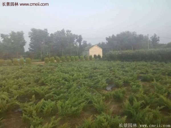 沙地柏繁殖