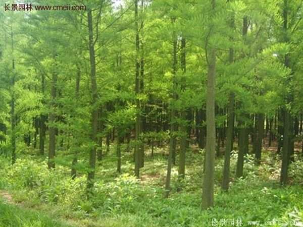 又好又便宜的水杉樹種植基地