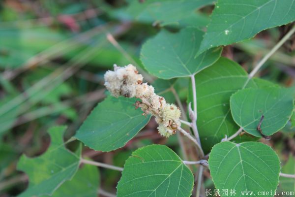 山烏桕圖片山烏桕苗木基地實(shí)拍