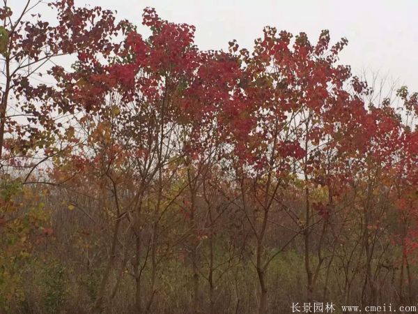 山烏桕圖片山烏桕苗木基地實(shí)拍