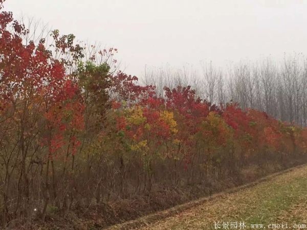 烏桕樹圖片烏桕樹基地實(shí)拍