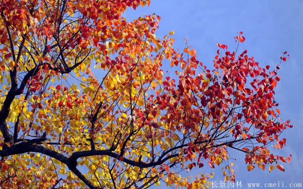 紅葉烏桕圖片紅葉烏桕基地實拍