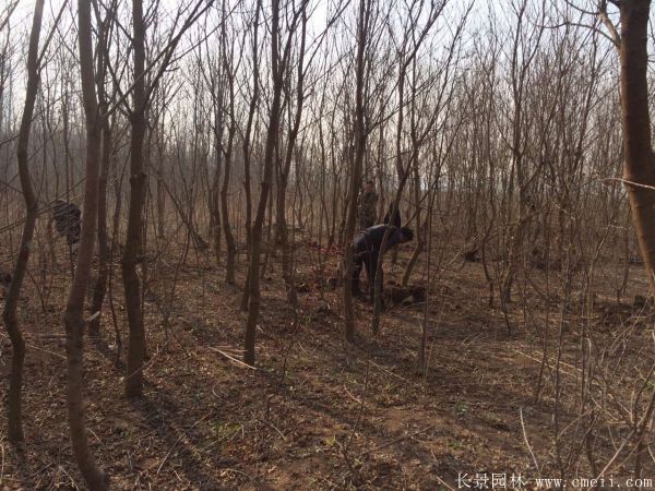 紅烏桕圖片紅烏桕基地實拍