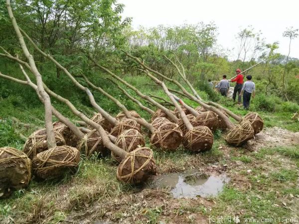 山烏桕圖片山烏桕苗木基地實(shí)拍