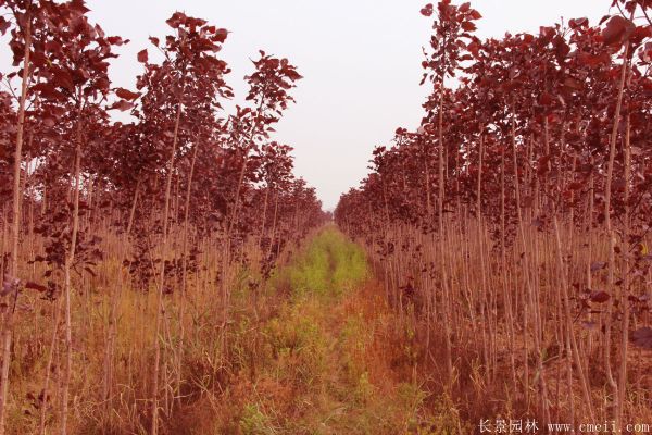 中華紅葉楊基地中華紅葉楊圖片