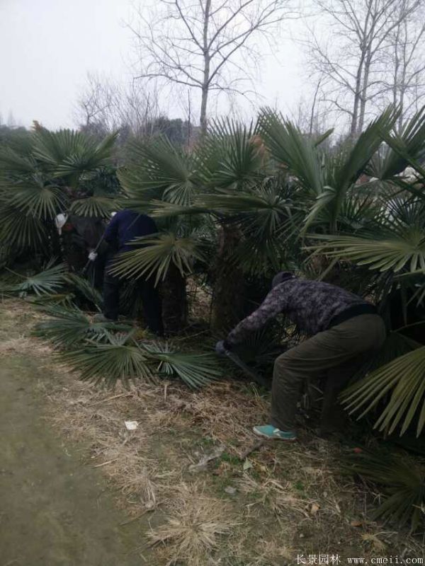 棕樹圖片棕樹基地實(shí)拍