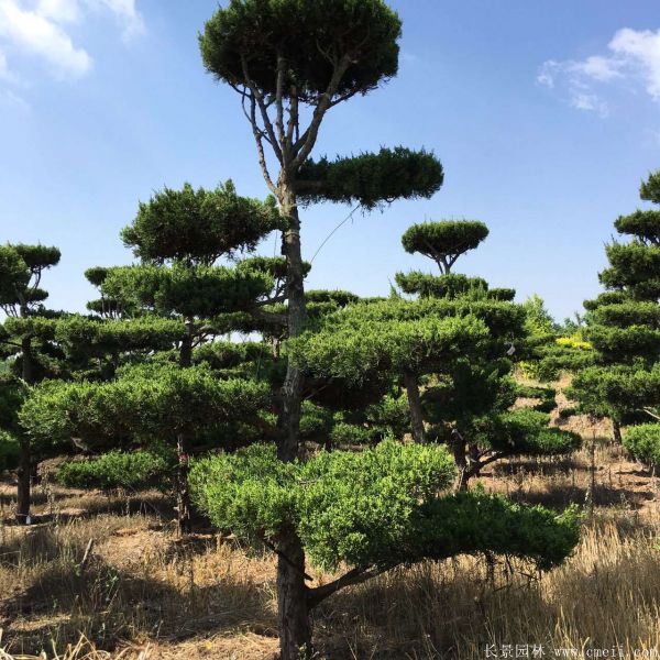 龍柏造型樹圖片龍柏造型樹基地實拍