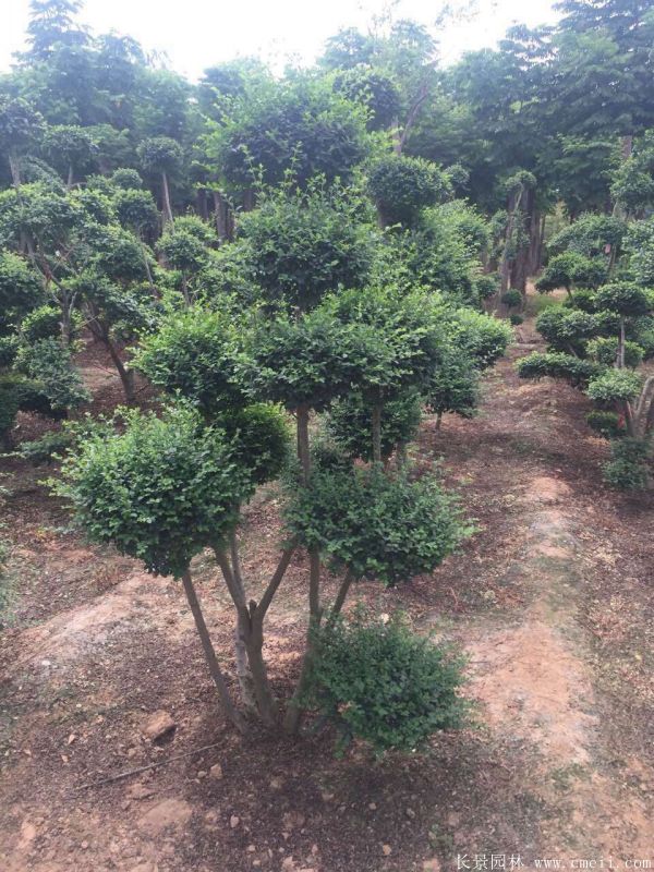 小葉女貞造型樹圖片基地實(shí)拍