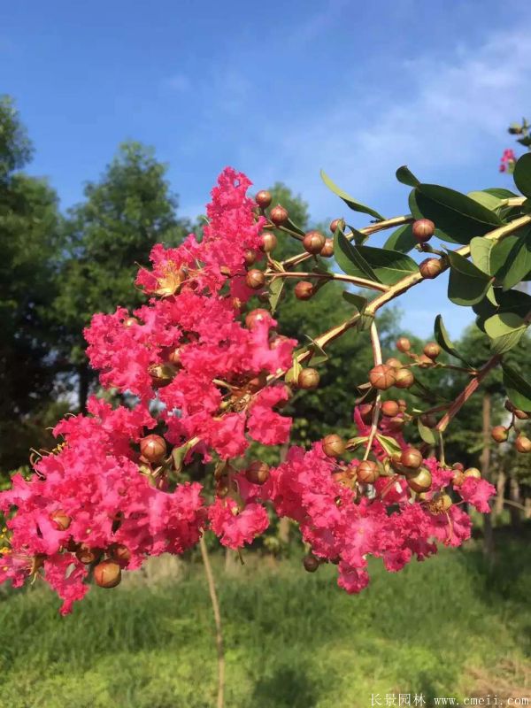 紅花紫薇開花圖片