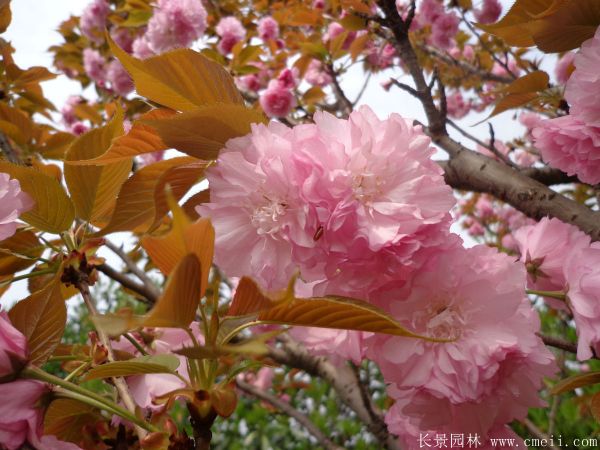 櫻花樹(shù)圖片基地實(shí)拍