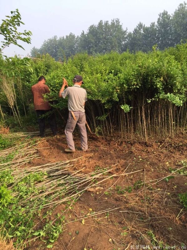 大花木槿小苗圖片基地實拍