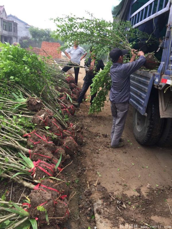 大花木槿小苗圖片基地實(shí)拍