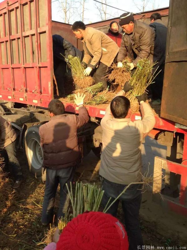 連翹圖片基地實拍