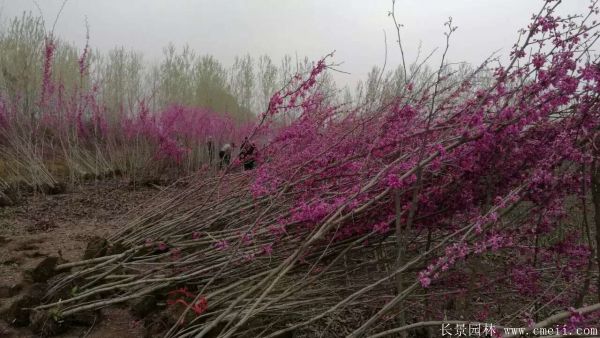 叢生紫荊樹圖片基地實(shí)拍