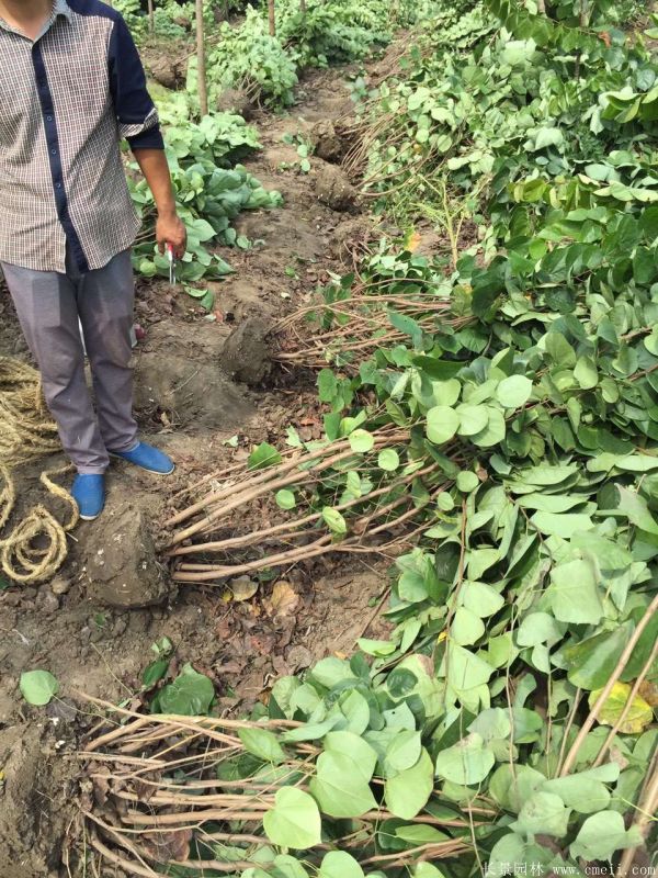 叢生紫荊樹圖片基地實拍