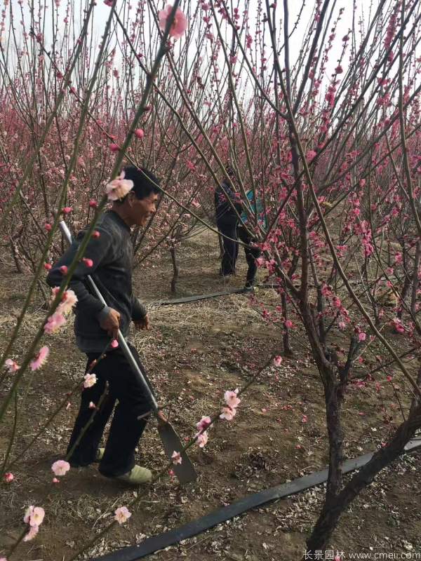 紅梅樹紅梅花圖片基地實(shí)拍