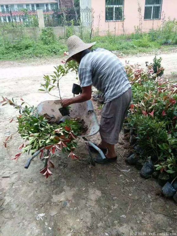 紅葉石楠圖片基地實拍