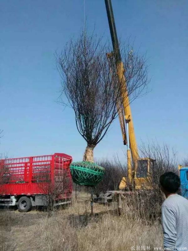 榆葉梅圖片基地實(shí)拍