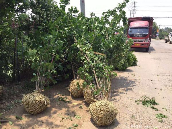 臘梅圖片基地實拍