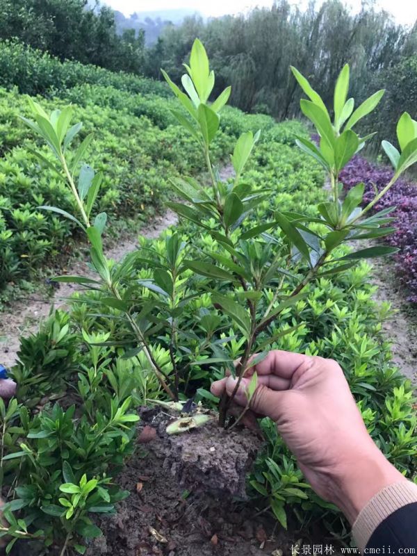 毛鵑圖片基地實(shí)拍