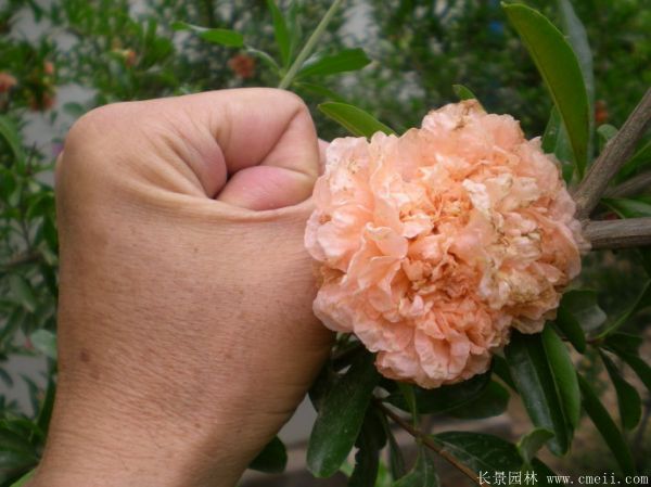 花石榴圖片基地實(shí)拍