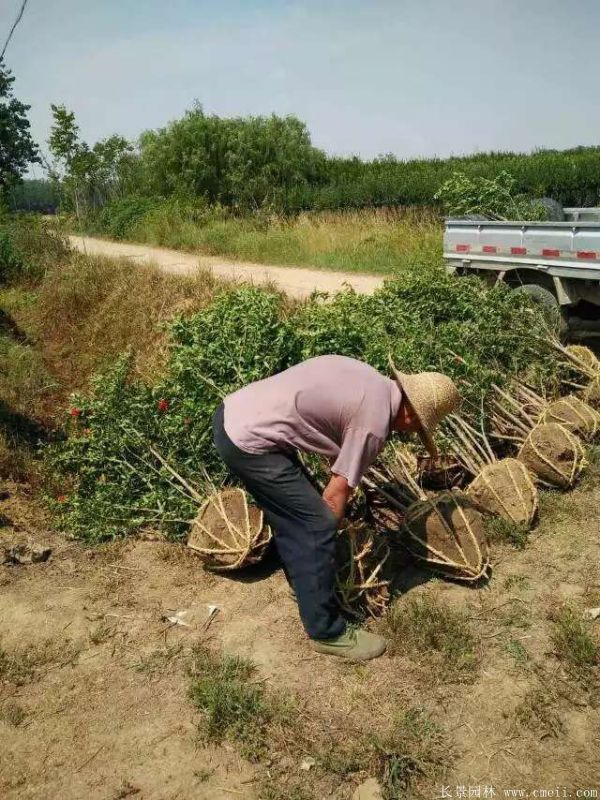 花石榴圖片基地實(shí)拍