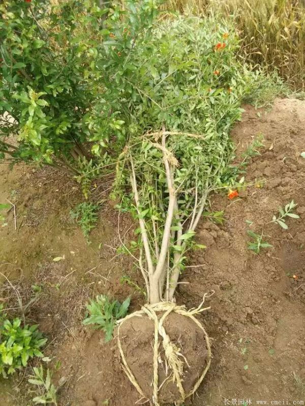 花石榴圖片基地實(shí)拍