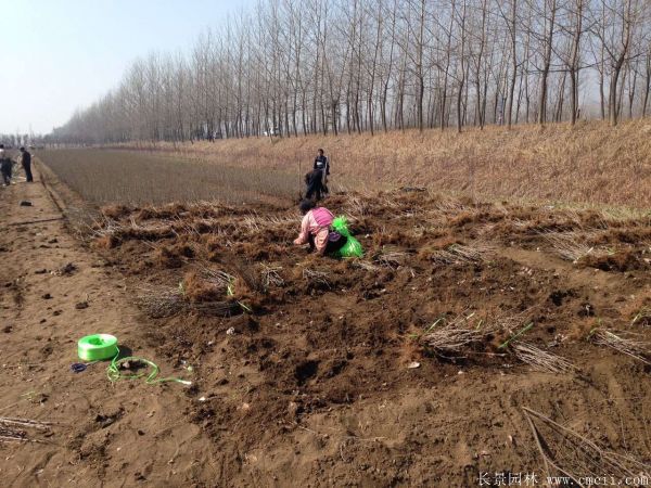 丁香圖片基地實拍