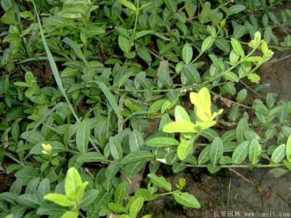 扶芳藤圖片基地實(shí)拍