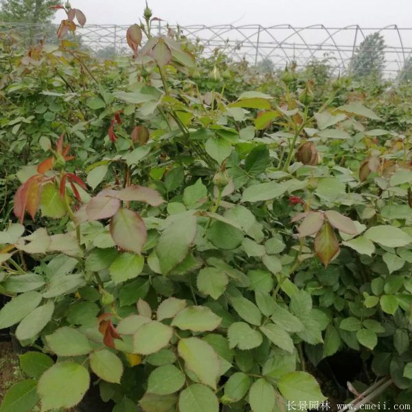 藤本薔薇圖片基地實(shí)拍