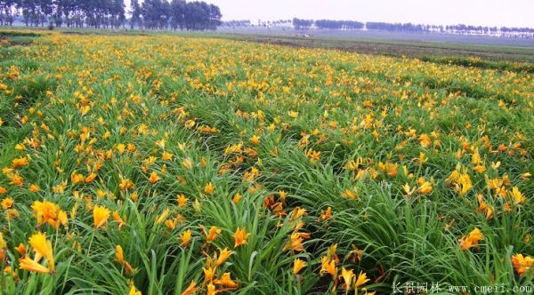 黃花萱草基地實拍圖片