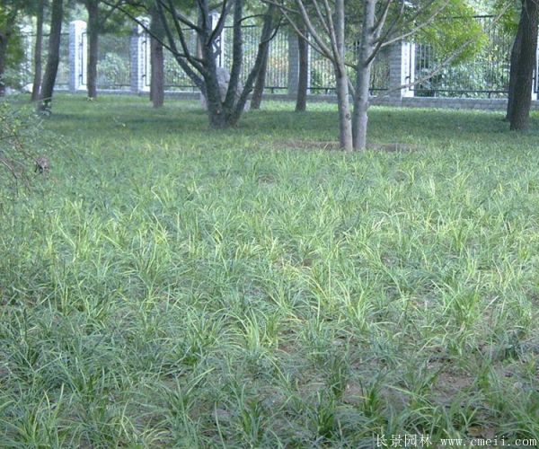 沿階草基地實拍圖片